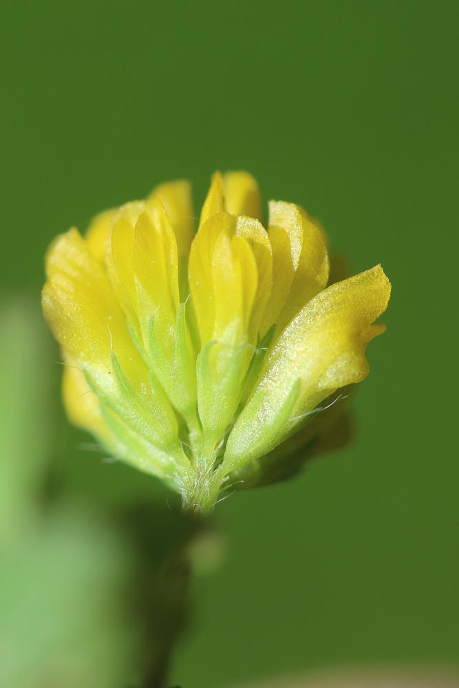 Le Trèfle douteux, Petit Trèfle jaune Trifolium dubium Sibth., 1794