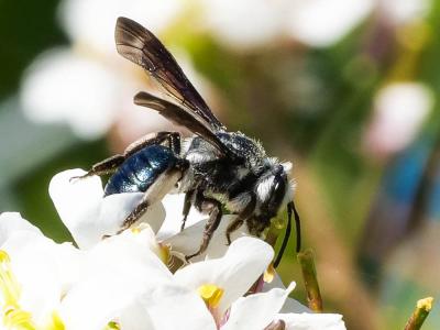 Andrena agilissima