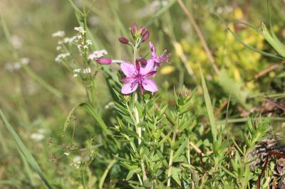 Épilobe de Fleischer Epilobium dodonaei subsp. fleischeri (Hochst.) Schinz & Thell., 1923