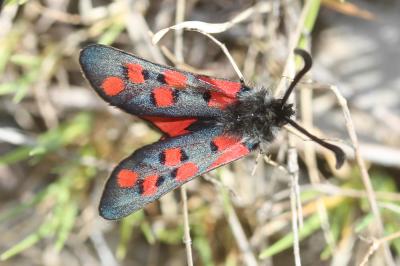 Zygène de l'Esparcette (La), Zygène de la Dorycnie Zygaena rhadamanthus (Esper, 1789)