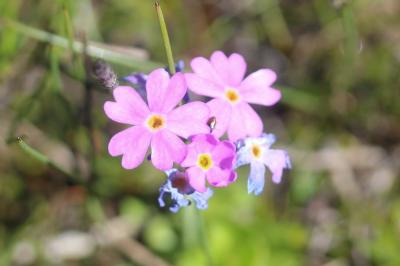 Primevère farineuse Primula farinosa L., 1753