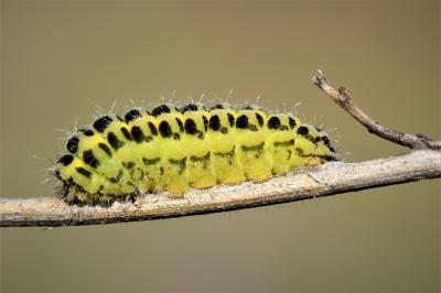 Zygène du Pied-de-Poule (La), Zygène des Lotiers ( Zygaena filipendulae (Linnaeus, 1758)