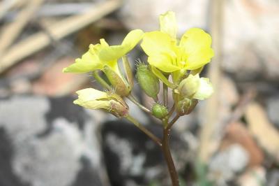 Chou étalé des rochers, Chou des rochers Brassica repanda subsp. saxatilis (DC.) Heywood, 1964