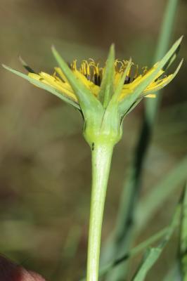 Salsifis des prés Tragopogon pratensis subsp. pratensis L., 1753