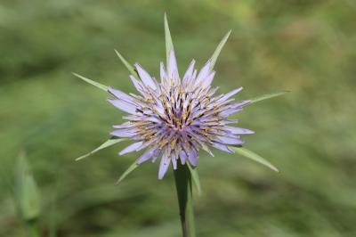 Salsifis à feuilles de poireau, Salsifis blanc, Sa Tragopogon porrifolius L., 1753