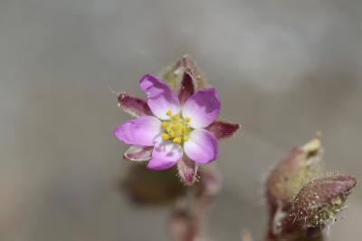 Spergulaire de Tanger Spergula tangerina (P.Monnier) G.López, 2010