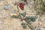 Astragale austral Astragalus australis (L.) Lam., 1779