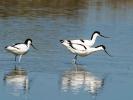 Avocette élégante Recurvirostra avosetta Linnaeus, 1758