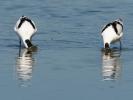 Avocette élégante Recurvirostra avosetta Linnaeus, 1758