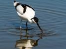 Avocette élégante Recurvirostra avosetta Linnaeus, 1758