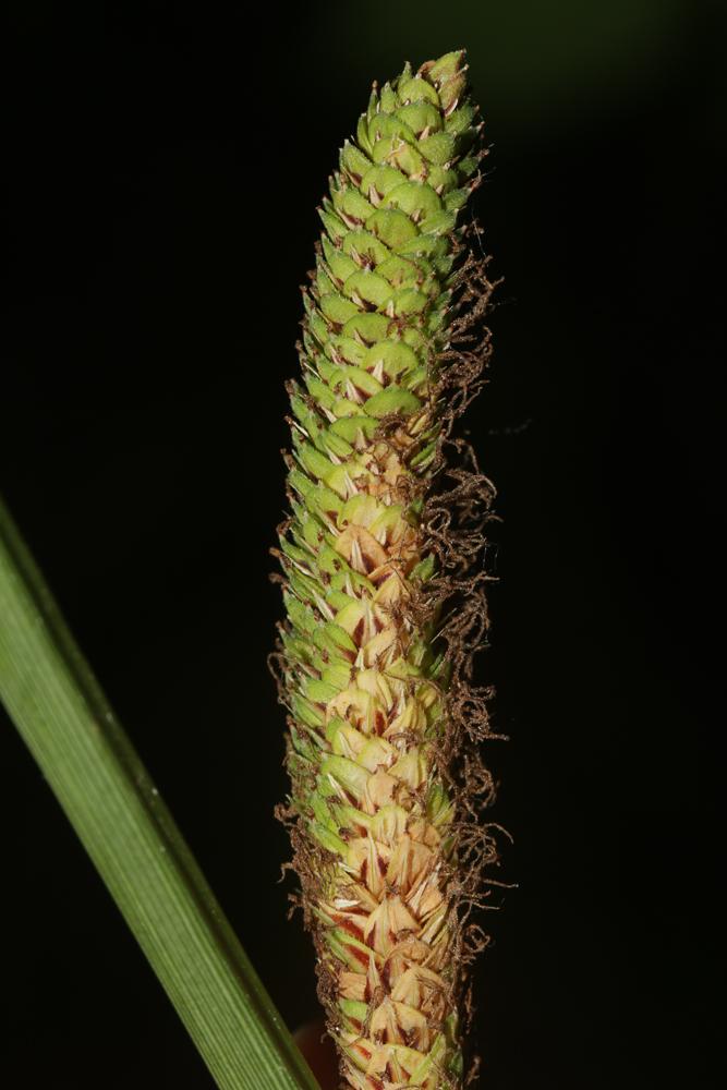 Le Laîche hérissée Carex hispida Willd., 1801