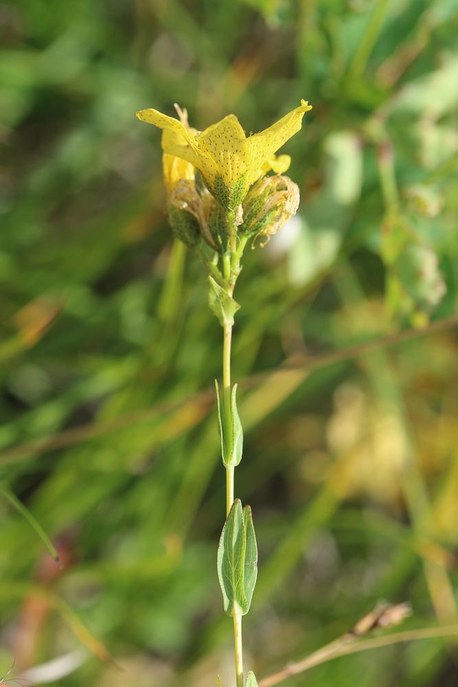 Le Millepertuis de Richer Hypericum richeri subsp. richeri Vill., 1779