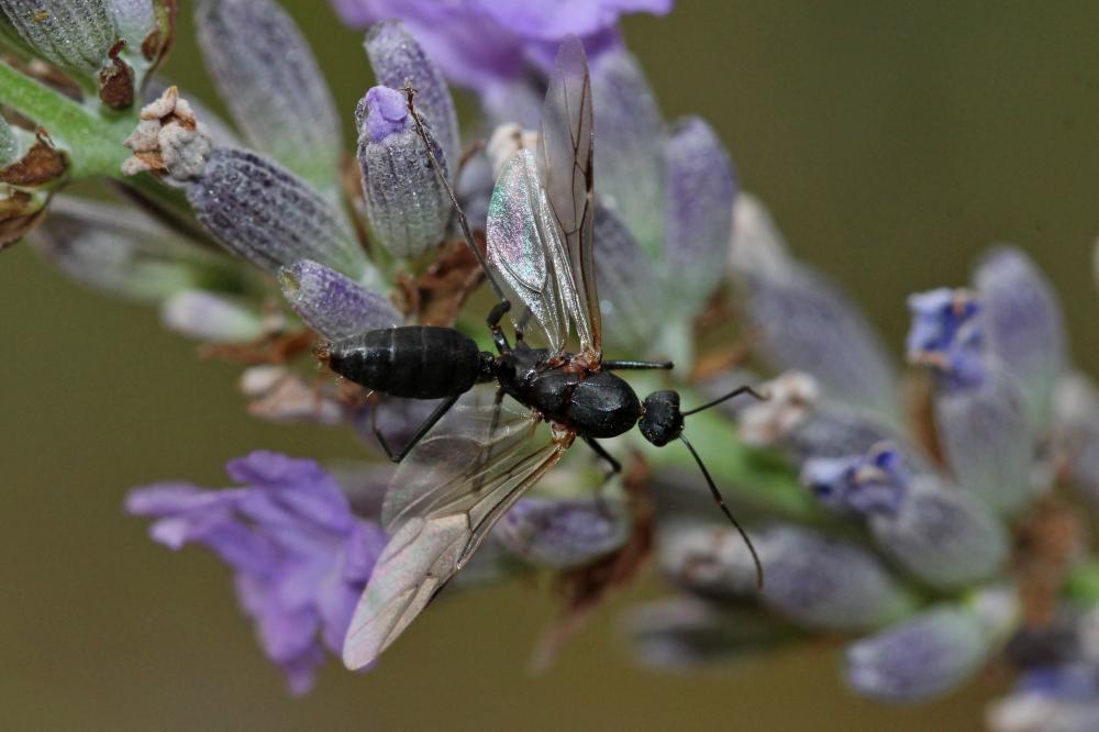 Le  Camponotus cruentatus (Latreille, 1802)