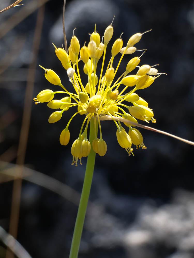 Le Ail jaune Allium flavum L., 1753