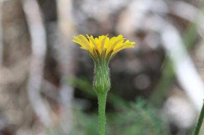 Liondent hispide Leontodon hispidus subsp. hispidus L., 1753