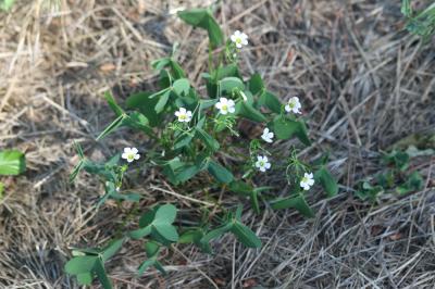 Oxalis en corymbe, Oxalis chétif Oxalis debilis Kunth, 1822