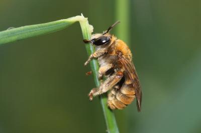 Eucère dorée Eucera chrysopyga Pérez, 1879