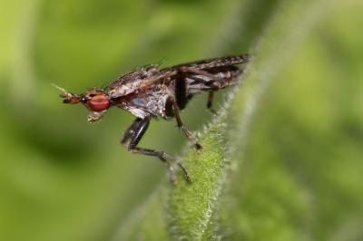  Euthycera alaris Vala, 1983