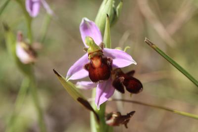  Ophrys apifera var. fulvofusca Grasso & Scrugli, 1987