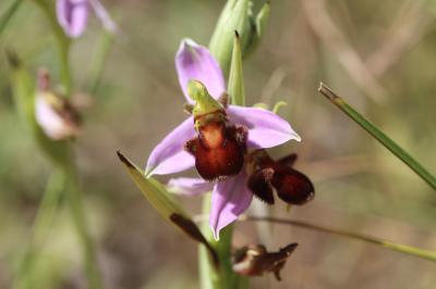 Ophrys apifera var. fulvofusca