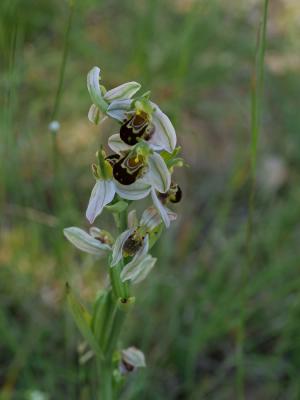 Ophrys abeille Ophrys apifera Huds., 1762