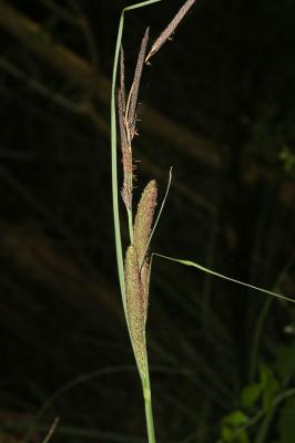 Laîche hérissée Carex hispida Willd., 1801