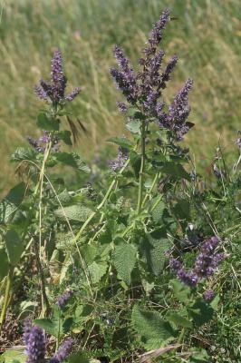 Sauge verticillée Salvia verticillata L., 1753