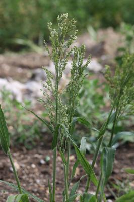 Panic faux-millet Panicum miliaceum L., 1753