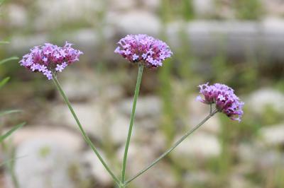 Verveine Verbena bonariensis L., 1753