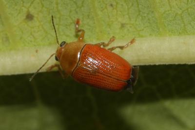 Cryptocéphale sulfureux Cryptocephalus sulphureus Olivier, 1808