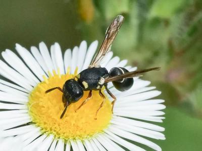  Leptochilus regulus (Saussure, 1855)