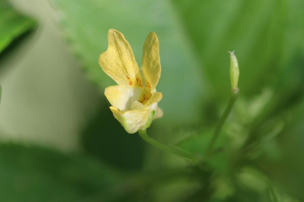 La Balsamine à petites fleurs, Impatiente à petites f Impatiens parviflora DC., 1824