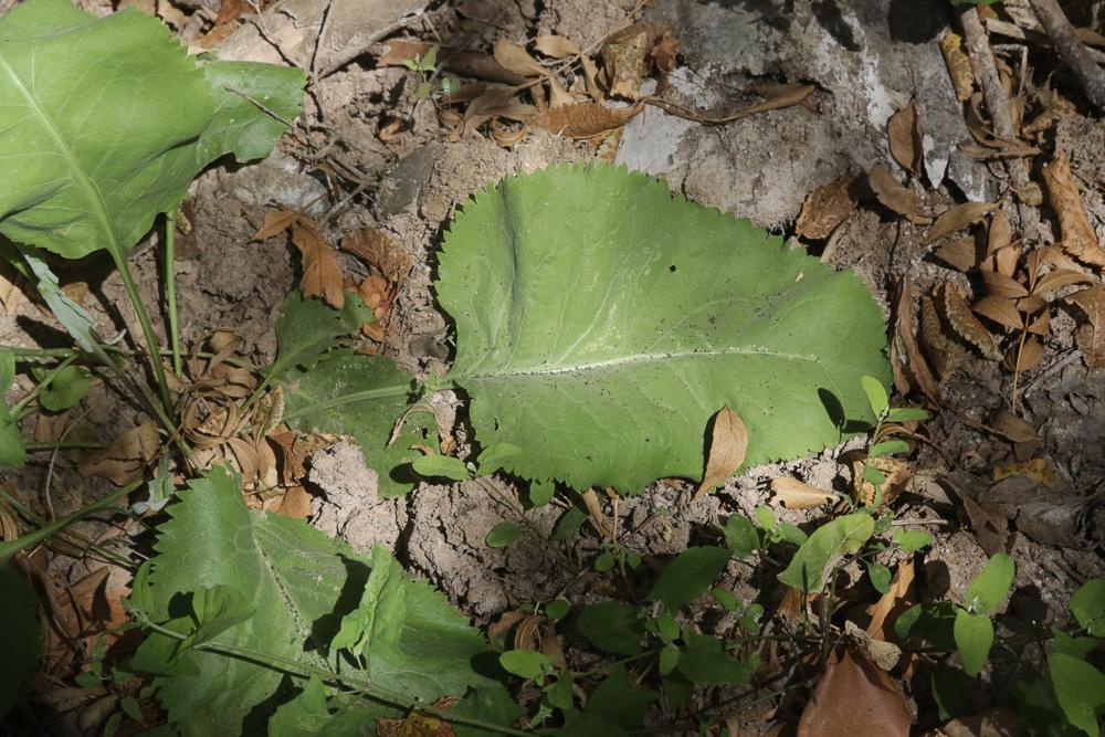 La Passerage à feuilles larges, Grande Passerage Lepidium latifolium L., 1753
