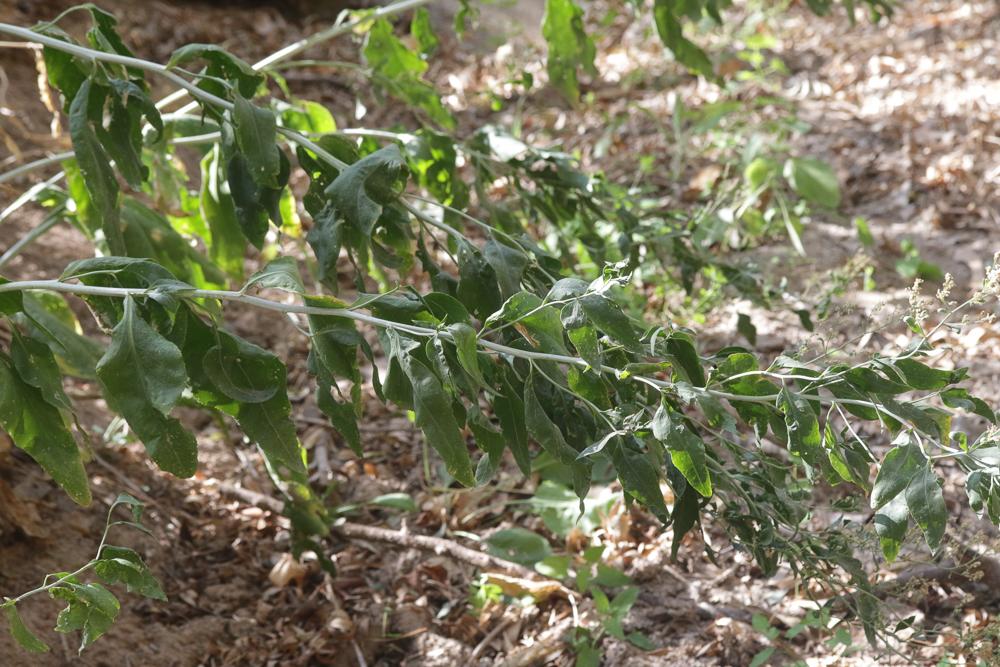 La Passerage à feuilles larges, Grande Passerage Lepidium latifolium L., 1753
