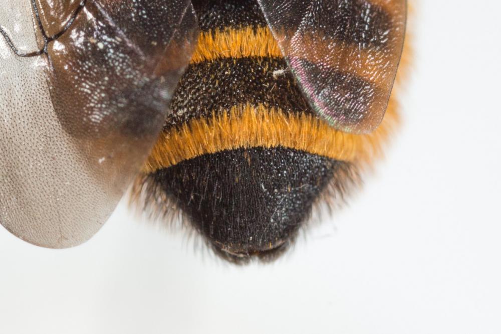  Megachile melanopyga Costa, 1863