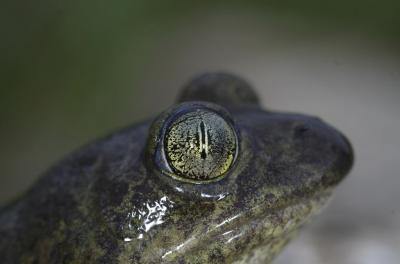 Pélobate cultripède Pelobates cultripes (Cuvier, 1829)