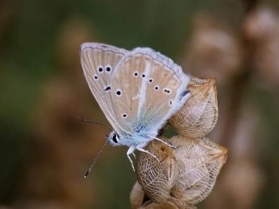 Sablé de la Luzerne (Le), Argus bleu clair (L') Polyommatus dolus (Hübner, 1823)