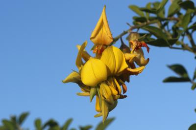  Crotalaria capensis Jacq., 1776