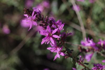 Lythrum en forme de baguette Lythrum virgatum L., 1753