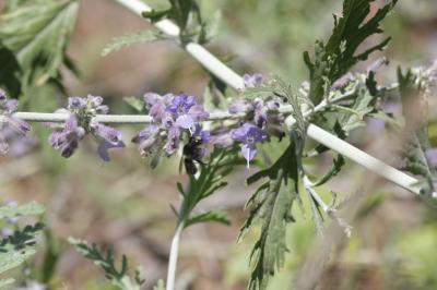  Perovskia atriplicifolia Benth., 1848