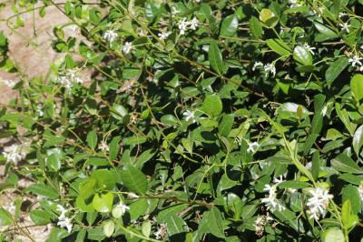  Trachelospermum jasminoides (Lindl.) Lem., 1851