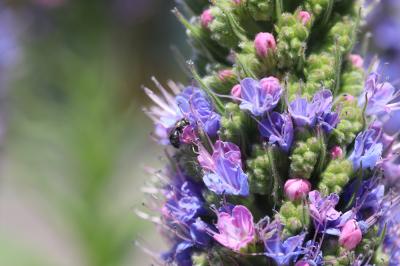  Echium candicans L.f., 1782