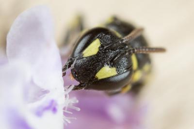  Hylaeus pictipes Nylander, 1852