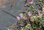  Melaleuca gibbosa