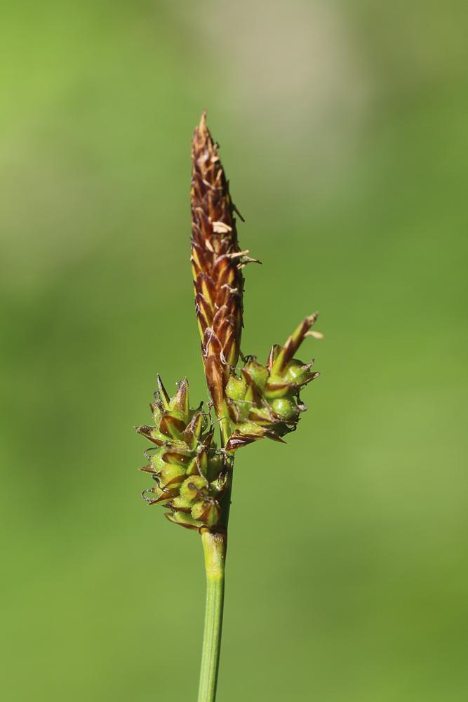 La Laîche printanière, Laîche du printemps Carex caryophyllea Latourr., 1785