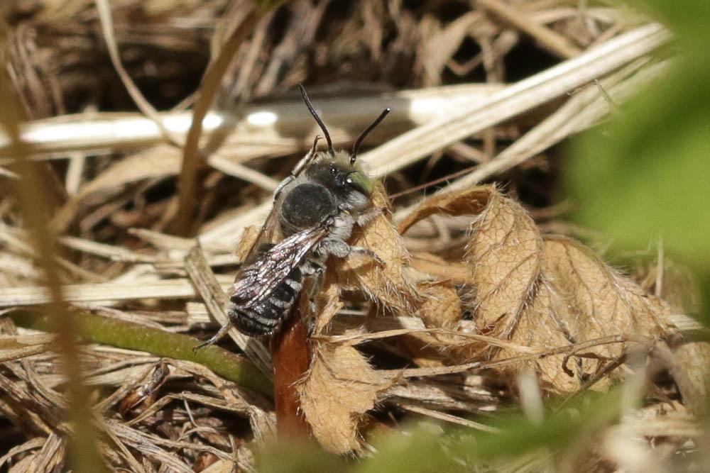 Le  Megachile pilidens Alfken, 1924