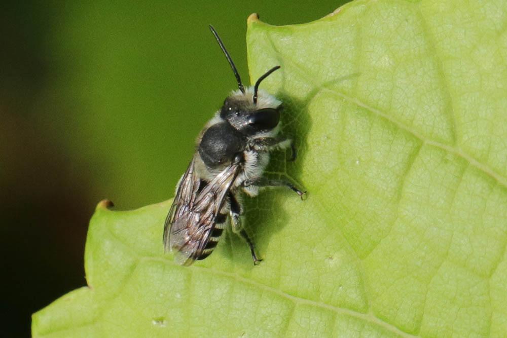 Le  sp. Megachile Latreille, 1802 sp.