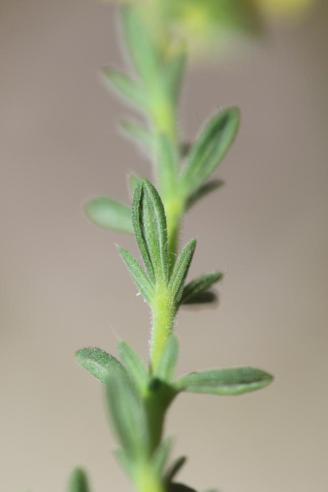Le Fumana à feuilles de thym, Hélianthème à feuilles  Fumana thymifolia (L.) Spach ex Webb, 1838