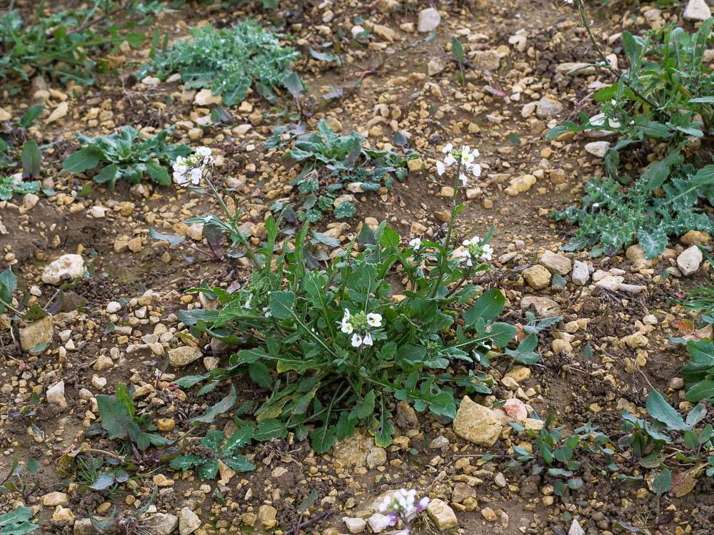 Diplotaxe fausse-roquette, Roquette blanche Diplotaxis erucoides (L.) DC., 1821