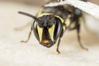  Hylaeus gibbus Saunders, 1850